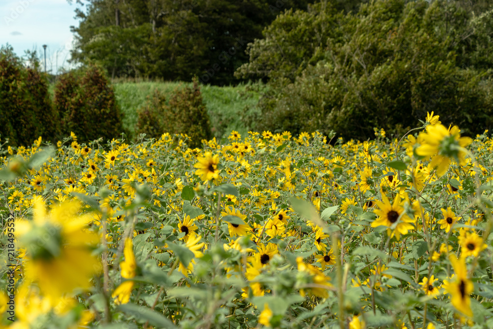 Sunflower of Andersen Park in Funabashi City, Chiba Prefecture, Japan Sunflower of Andersen Park in Funabashi City, Chiba Prefecture, Japan
