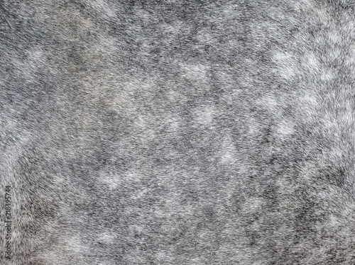 Bild auf Leinwand Texture of a grey spotted horse animal coat