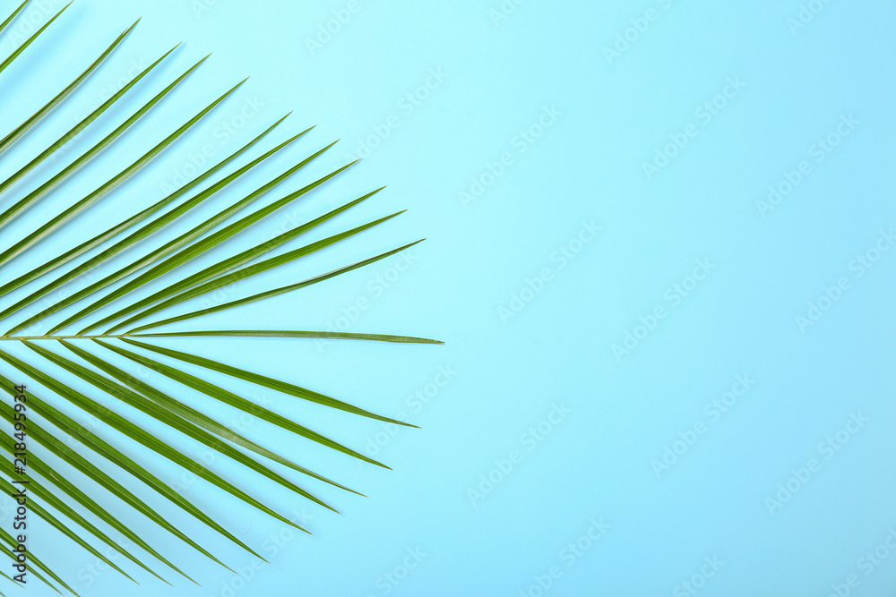 Fresh tropical date palm leaf on color background, top view Fresh tropical date palm leaf on color background, top view