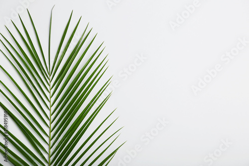 Fresh tropical date palm leaf on white background  top view