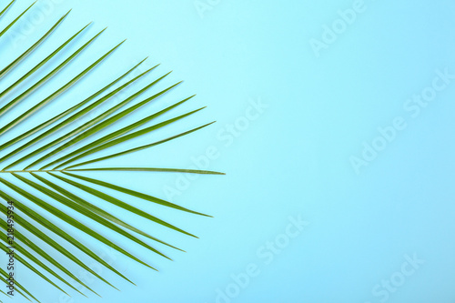 Fresh tropical date palm leaf on color background, top view