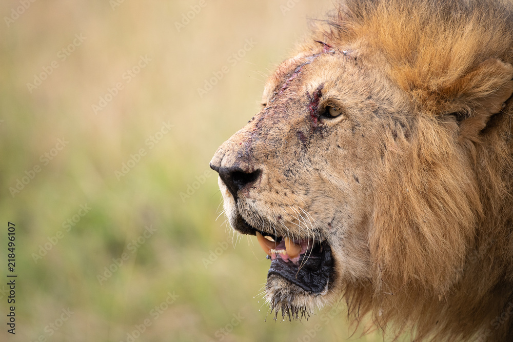 Fototapeta premium Injured male lion (Panthera Leo) , Masai Mara, Kenya
