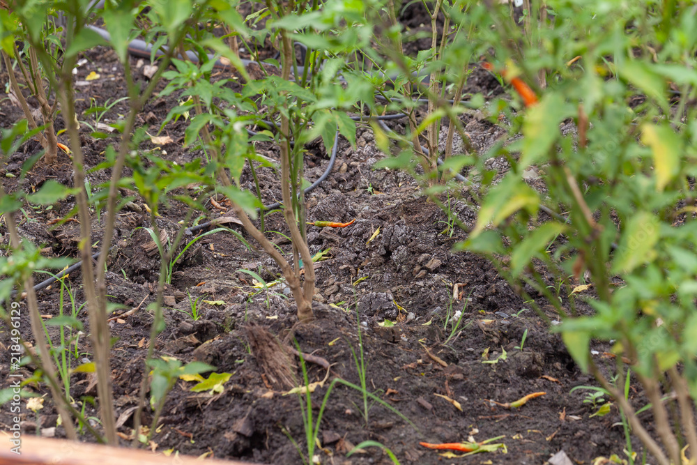Obraz premium close up of chilli pepper plant in farm