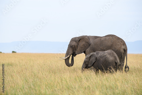 African elephant (Loxodonta africana) in Masai Mara, Kenya
