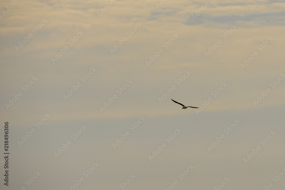 Tern in flight