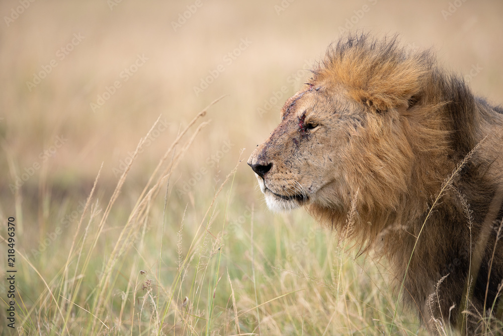 Injured male lion (Panthera Leo) , Masai Mara, Kenya
