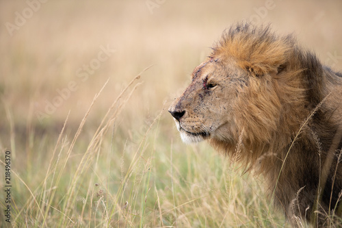 Injured male lion  Panthera Leo    Masai Mara  Kenya