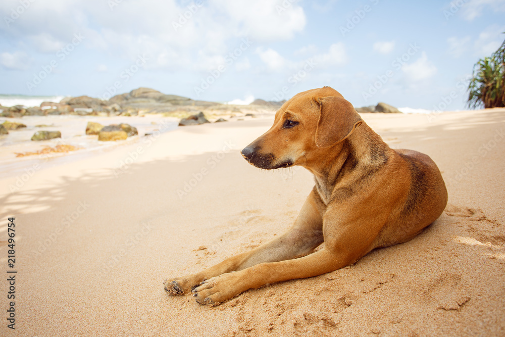 Dog lying on the tropical beach. Dog lying on the tropical beach.