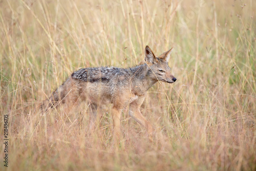 Black-backed jackal  Canis mesomelas  hunting in long grass in Masai Mara  Kenya