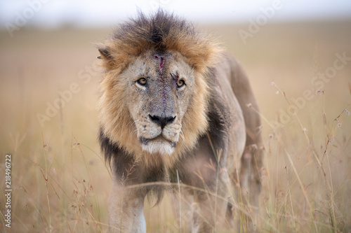 Injured male lion  Panthera Leo    Masai Mara  Kenya