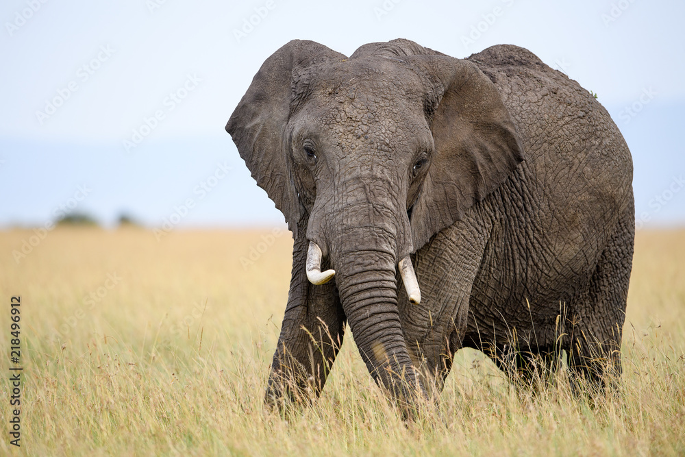 Fototapeta premium African elephant (Loxodonta africana) in Masai Mara, Kenya