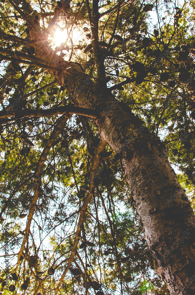 Fototapeta premium Looking up from under a tree at the sunlight passing through the leaves
