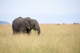 African elephant (Loxodonta africana) in Masai Mara, Kenya