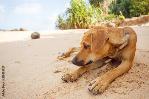 Dog lying on the tropical beach.