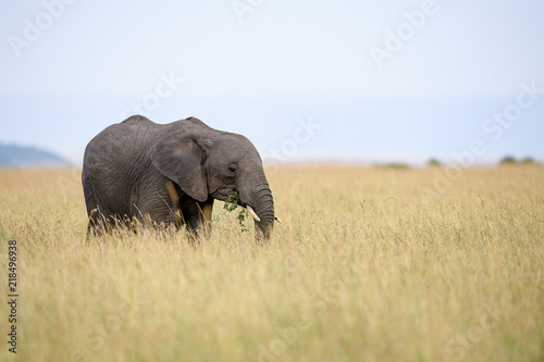 African elephant (Loxodonta africana) in Masai Mara, Kenya © STUEDAL