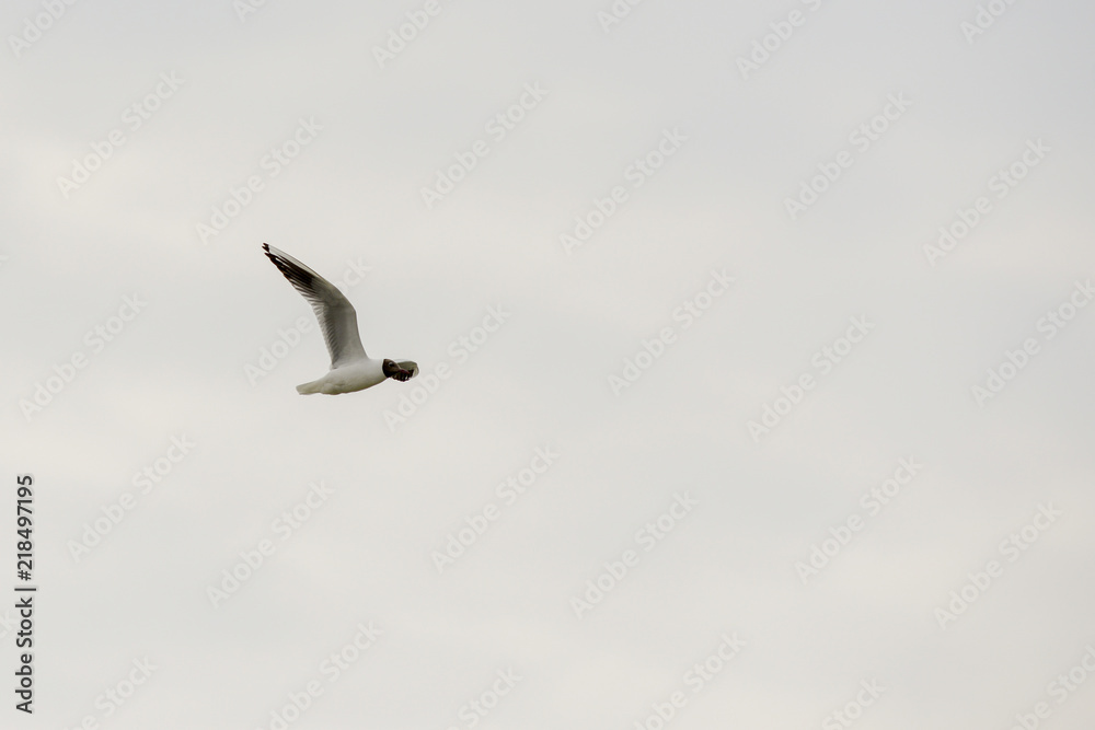 Tern in flight