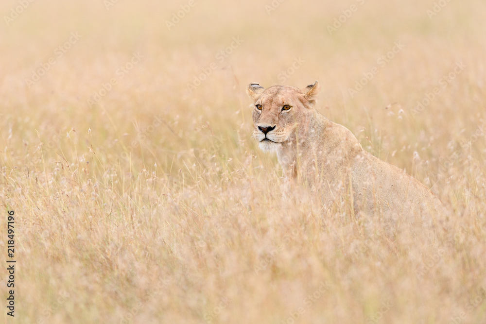 African lioness (Panthera Leo) hunting in long grass in Masai Mara, Kenya African lioness (Panthera Leo) hunting in long grass in Masai Mara, Kenya