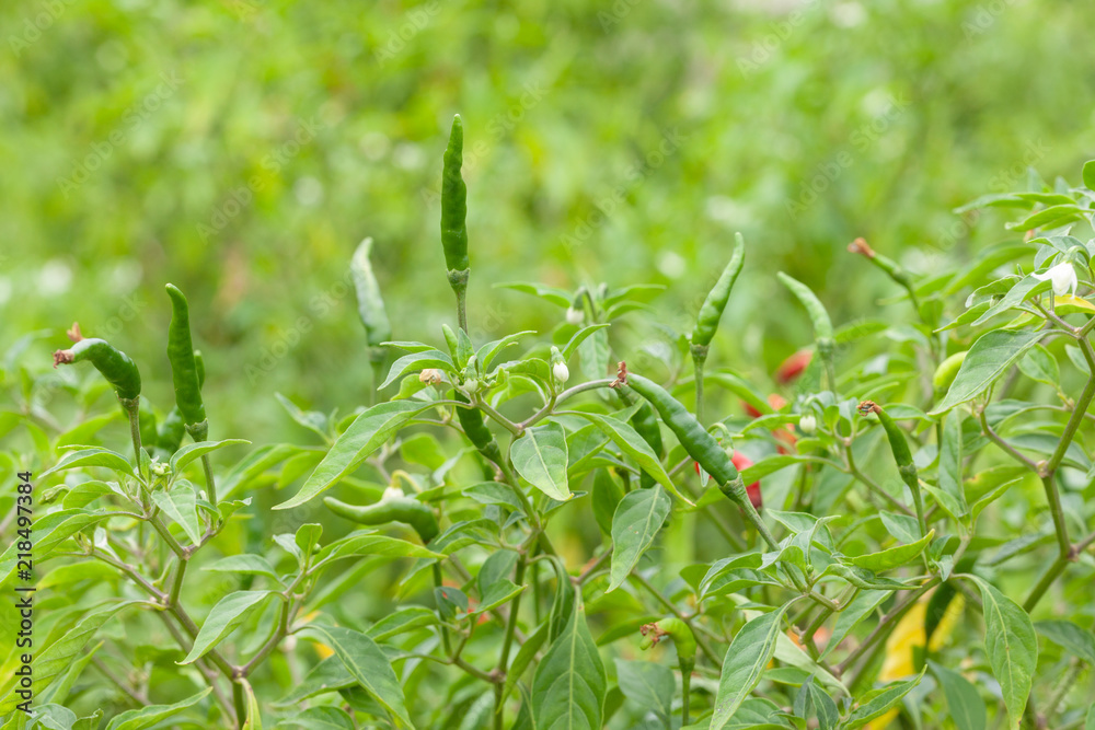 Fototapeta premium close up of chilli pepper plant in farm