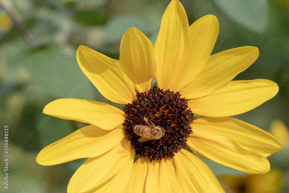 Sunflower of Andersen Park in Funabashi City, Chiba Prefecture, Japan Sunflower of Andersen Park in Funabashi City, Chiba Prefecture, Japan