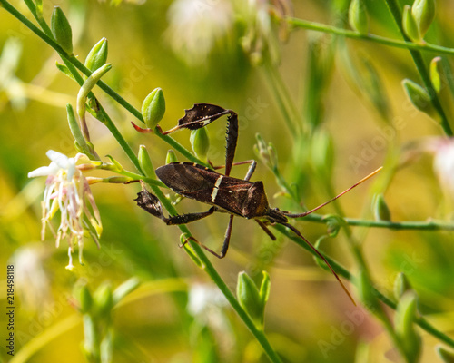 Eastern Leaf-footed Bug along the nature trail! © Lawrence