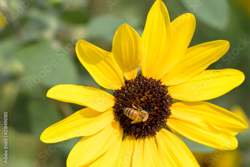 Sunflower of Andersen Park in Funabashi City  Chiba Prefecture  Japan