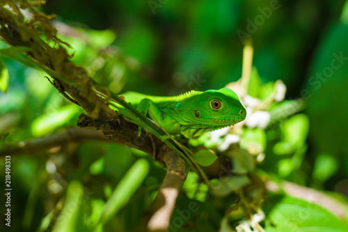 colombian caribbean iguana