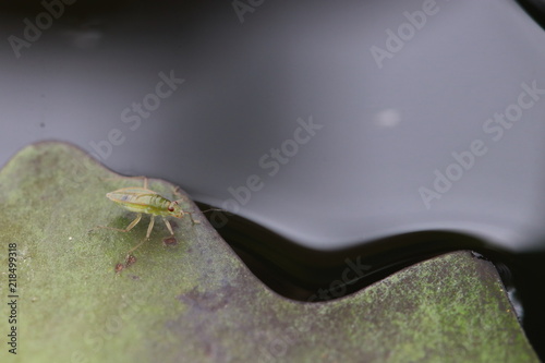 Close up tiny insect on lotus leaf in the pond