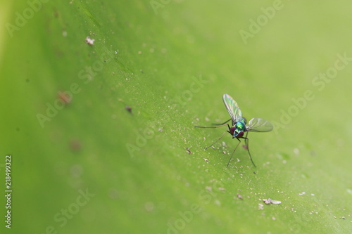 Close up small green fly on green leaf photo