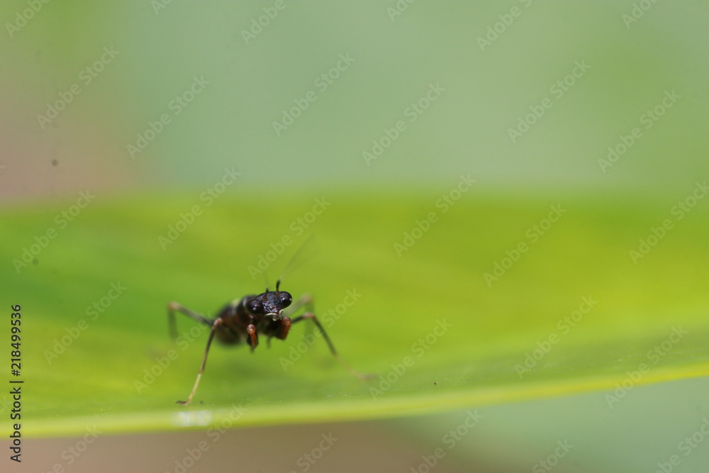 Close up small black mantis on green leaf Close up small black mantis on green leaf