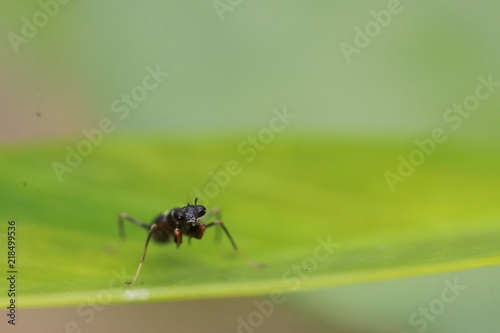 Close up small black mantis on green leaf