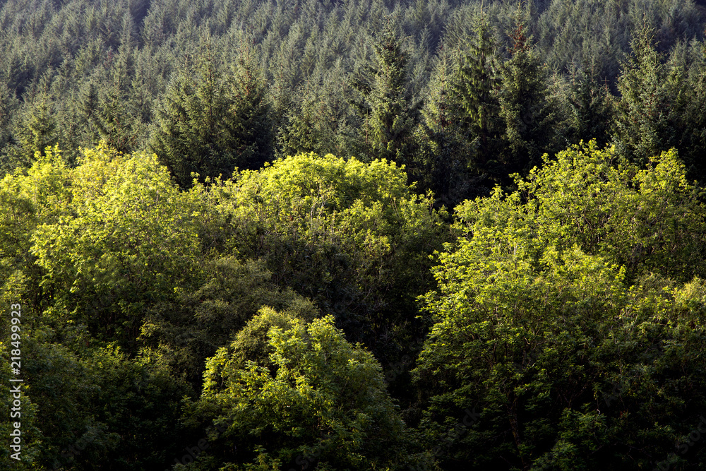 Mixed Forest in the Scottish Highlands Mixed Forest in the Scottish Highlands