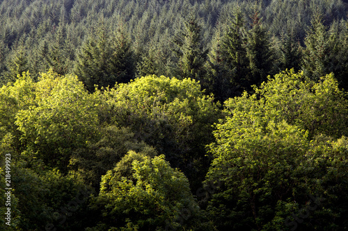 Mixed Forest in the Scottish Highlands