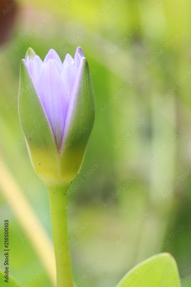 Obraz premium Close up purple lotus flower in lotus pond