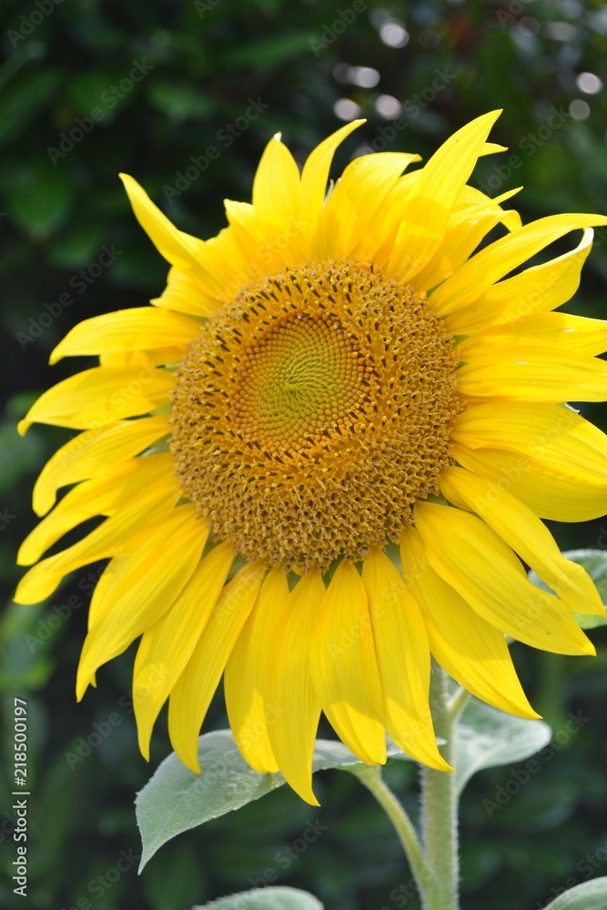 Fototapeta premium Sonnenblumen leuchten mit der Sommersonne um die Wette