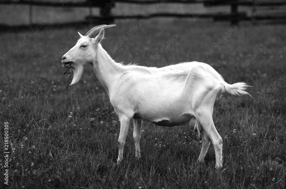 Obraz premium goat