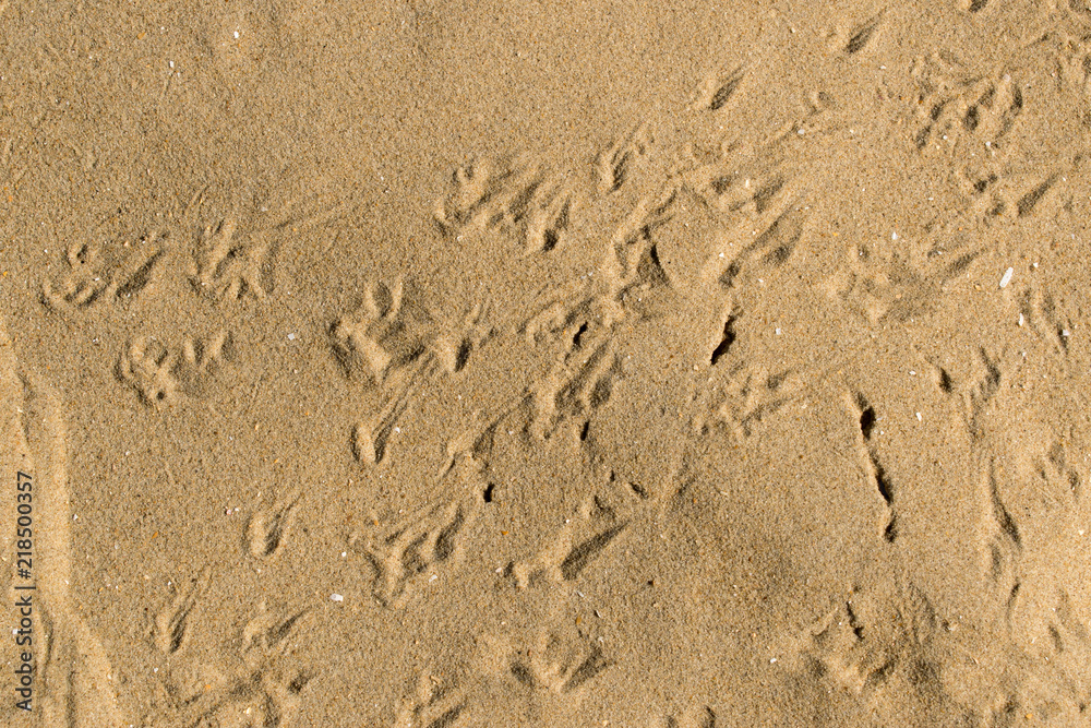 Dune Marchand in Frankreich