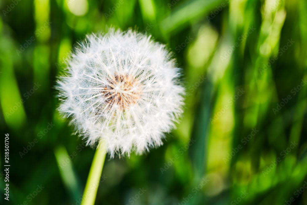 Fototapeta premium Dandelion with stemon natural background, close-up. Macro with shallow depth of field - focus on dandelion petals. Dandelion flower on summer meadow.