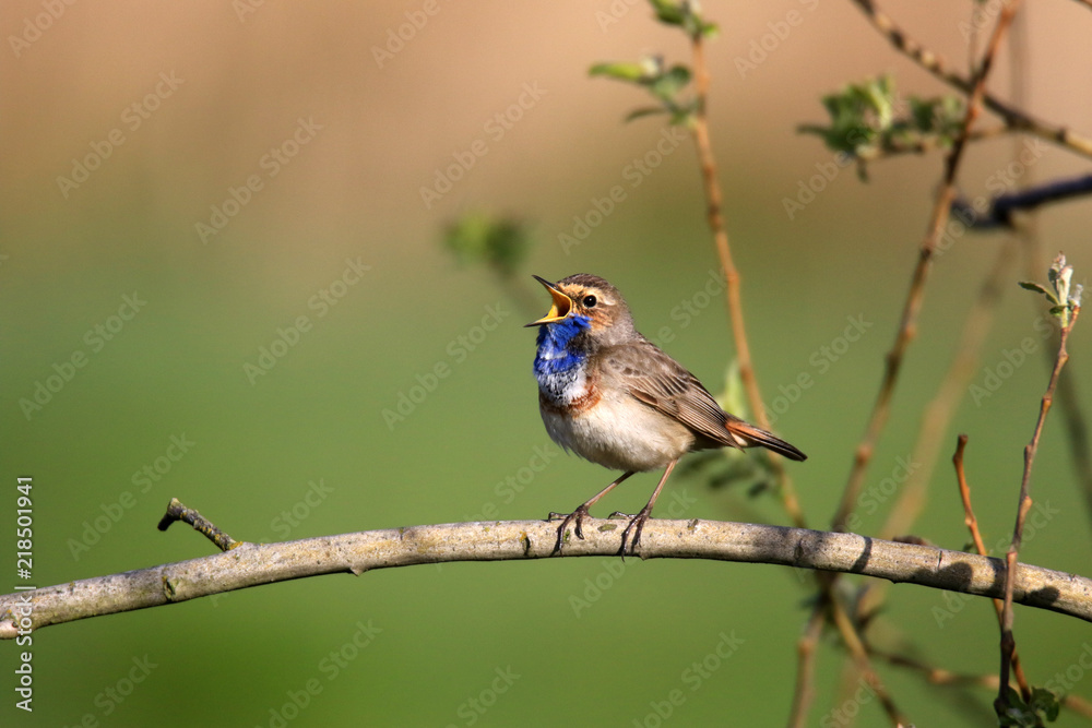 Singendes Blaukehlchen