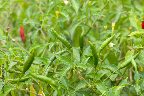 close up of chilli pepper plant in farm