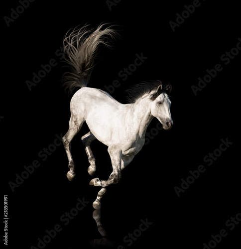 White Andalusian horse with black legs and mane galloping isolated on black background