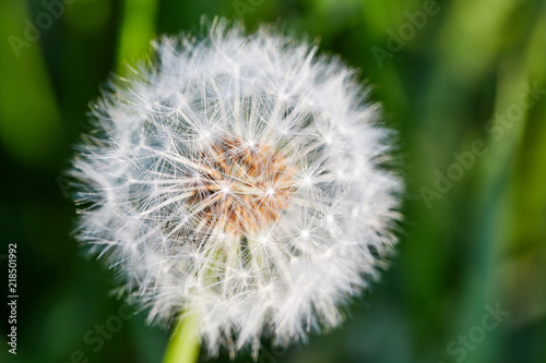 Dandelion on natural background  close-up. Macro with shallow depth of field - focus on dandelion seeds. Dandelion flower on summer meadow.