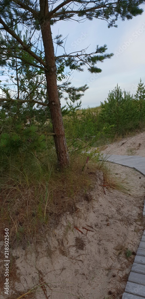 Pathway, road to the Baltic sea beach Pathway, road to the Baltic sea beach