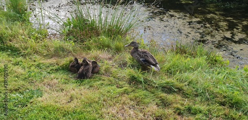 Beautiful family of ducks resting in the summer morning near the pond of water in nature.