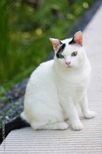 Cute white and black cat sitting enjoy with green grass in garden.