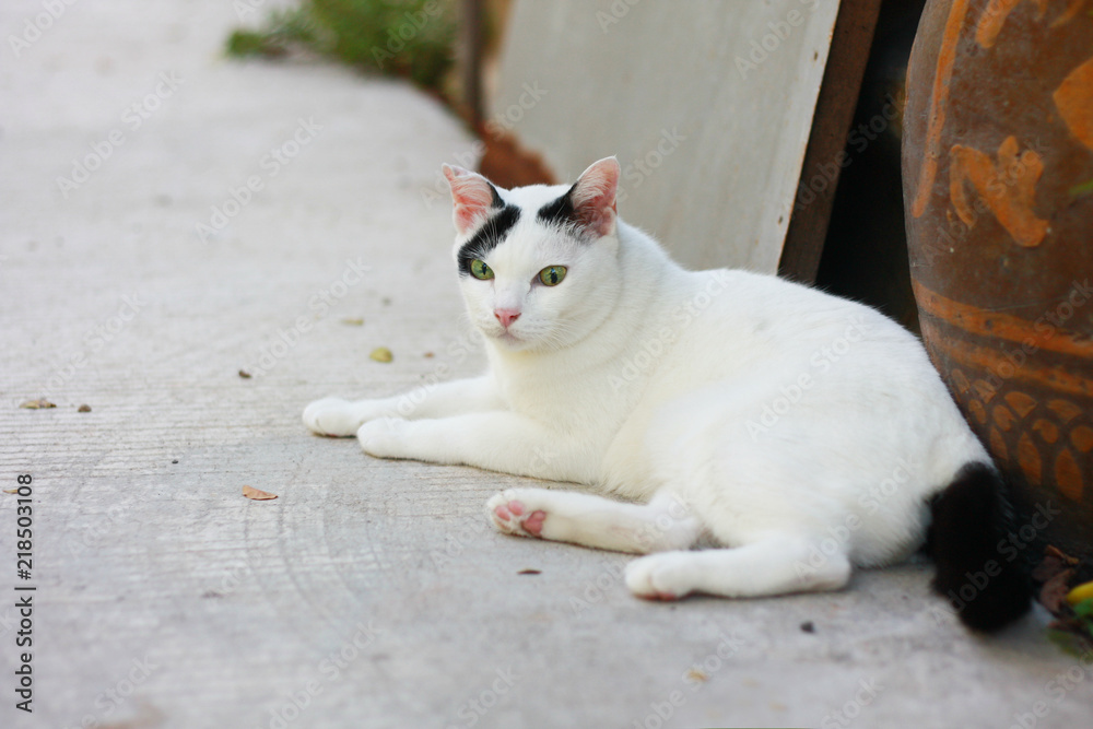Cute white and black cat sitting enjoy with green grass in garden. Cute white and black cat sitting enjoy with green grass in garden.