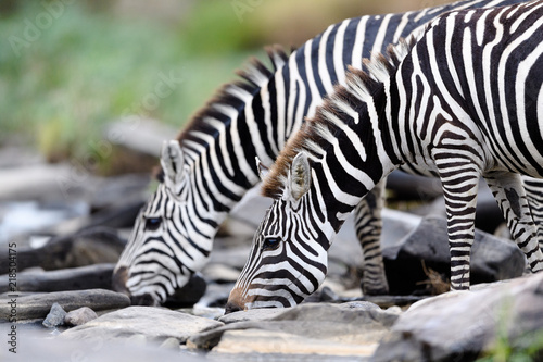 Fototapeta Naklejka Na Ścianę i Meble -  Zebra drinking, Masai Mara, Kenya
