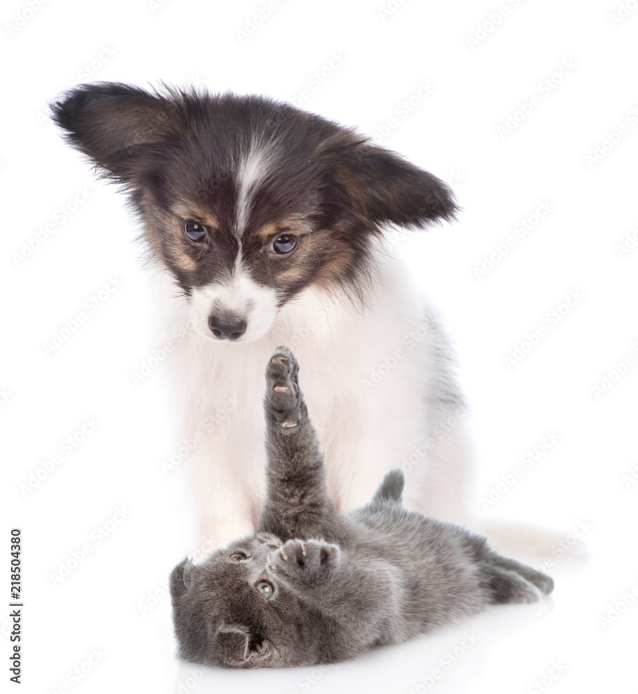 papillon puppy with playful kitten. isolated on white background papillon puppy with playful kitten. isolated on white background