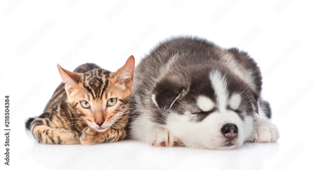 Fototapeta premium Siberian Husky puppy is sleeping with a bengal kitten. isolated on white background