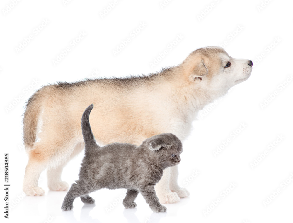 Obraz premium Siberian Husky and kitten in profile. Isolated on white background