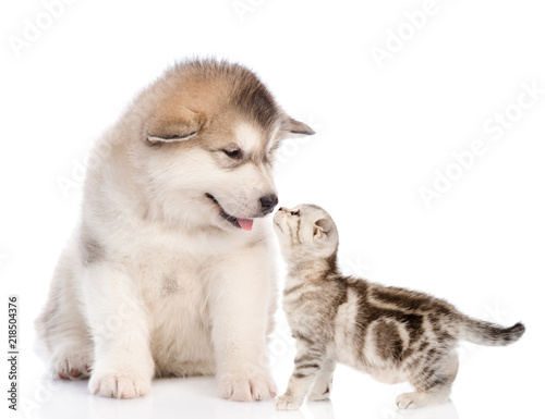 tabby kitten sniffs the puppy. isolated on white background